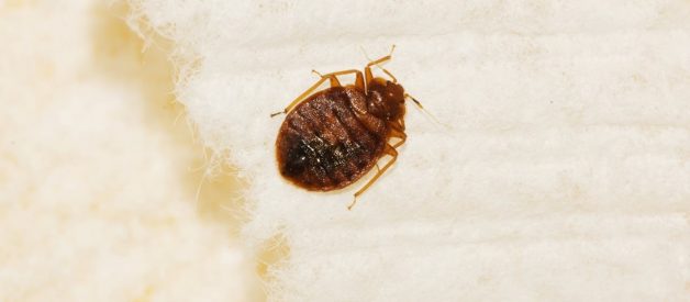 The top 4 pest trends of 2018