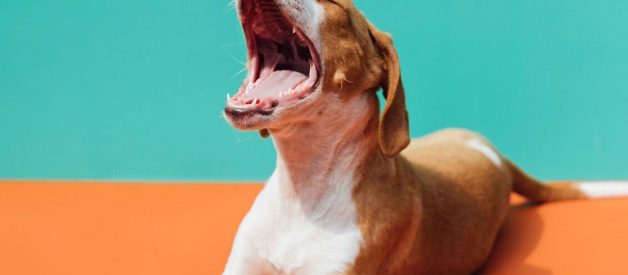 What you can do about your dog’s stinky breath