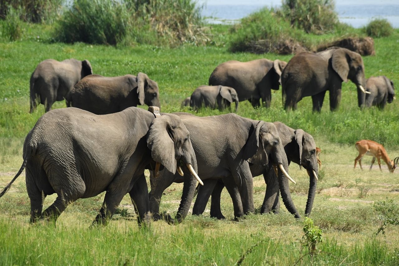 The “big 7”: Top animals to spot in Uganda - Senior Citizen Times