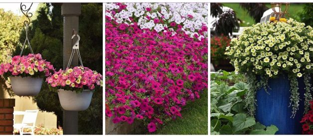 How to keep your garden on-trend with petunias this spring